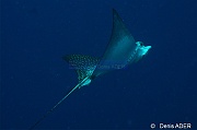 Aetobatus narinari Raie leopard-Bonaire Nearest point-7m-20180221-Denis-ADER-DSC_7292_tn